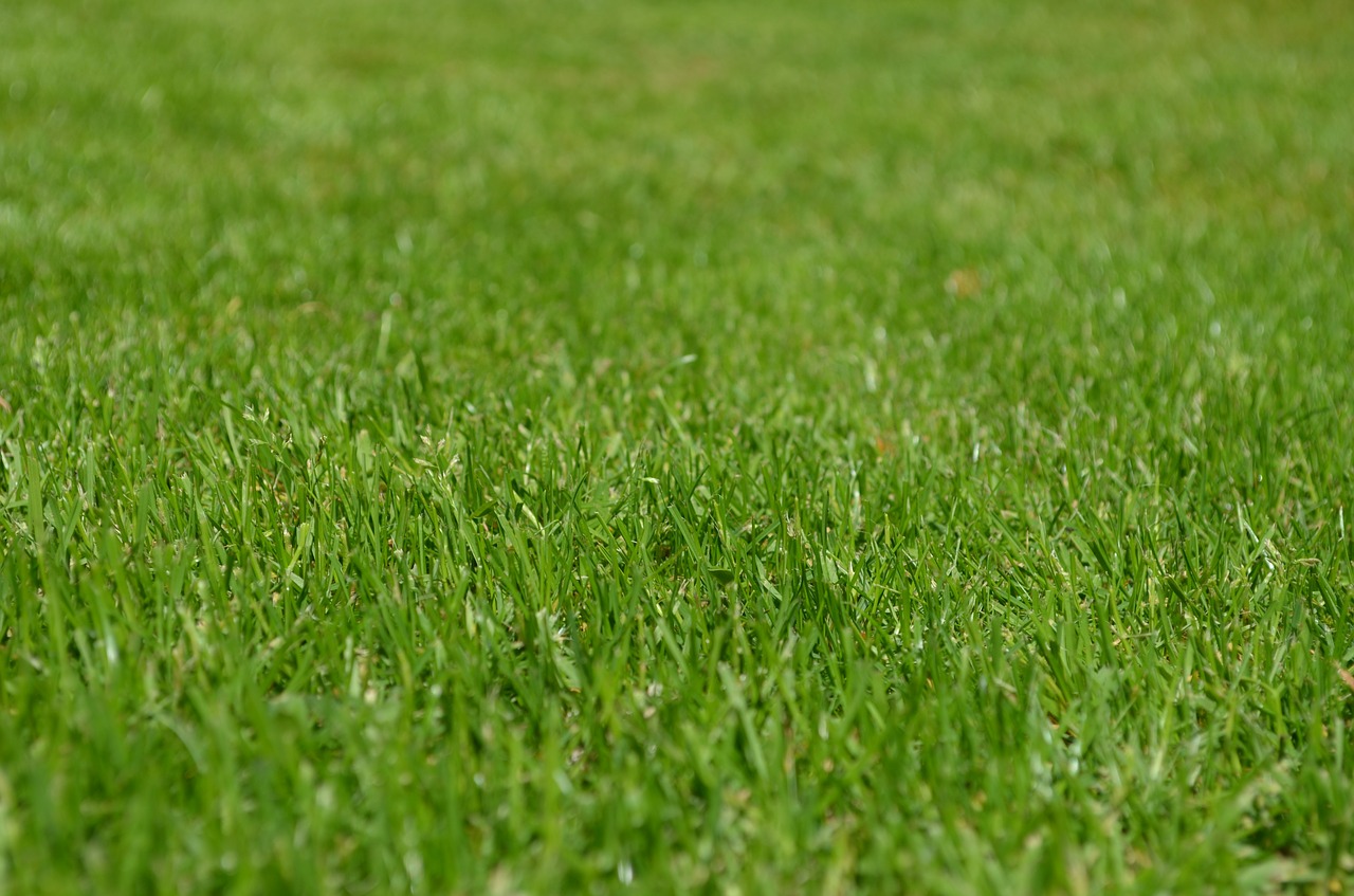 Deska tarasowa bangkirai, trawa rolkowa